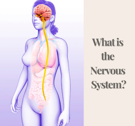 What is The Nervous System?