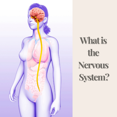 articles/What_is_the_nervous_system.png