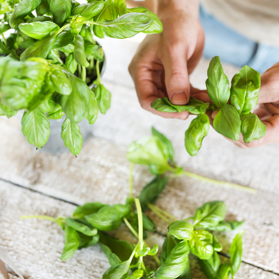 The Healing Benefits of Basil